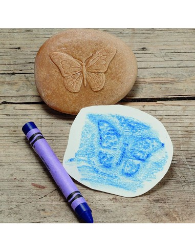 Investiguemos los insectos