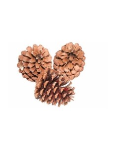 Piñas naturales Gigantes 10u