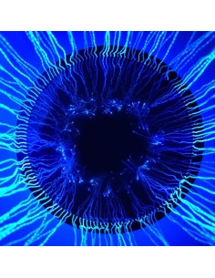 Cortina sensorial de fibra óptica 2