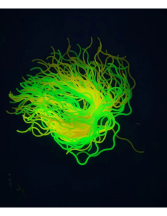 Cuerda spaghetti UV