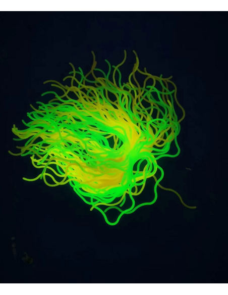 Cuerda spaghetti UV