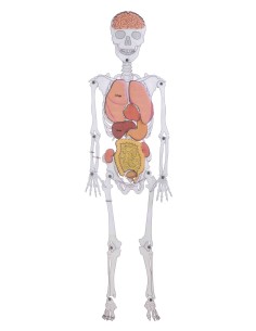 Skeleton man - Hombre esqueleto 2