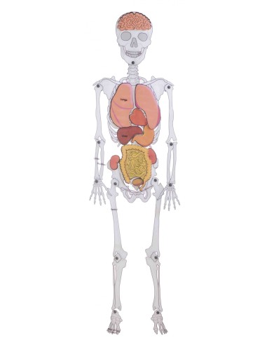 Skeleton man - Hombre esqueleto