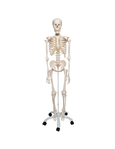 Esqueleto STAN A10 + soporte