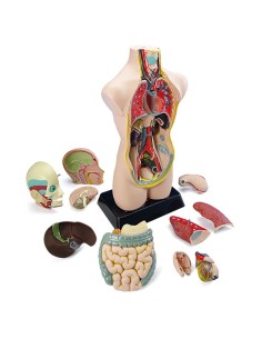 Set de anatomía (11 piezas)