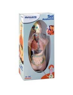 Set de anatomía (11 piezas) 2